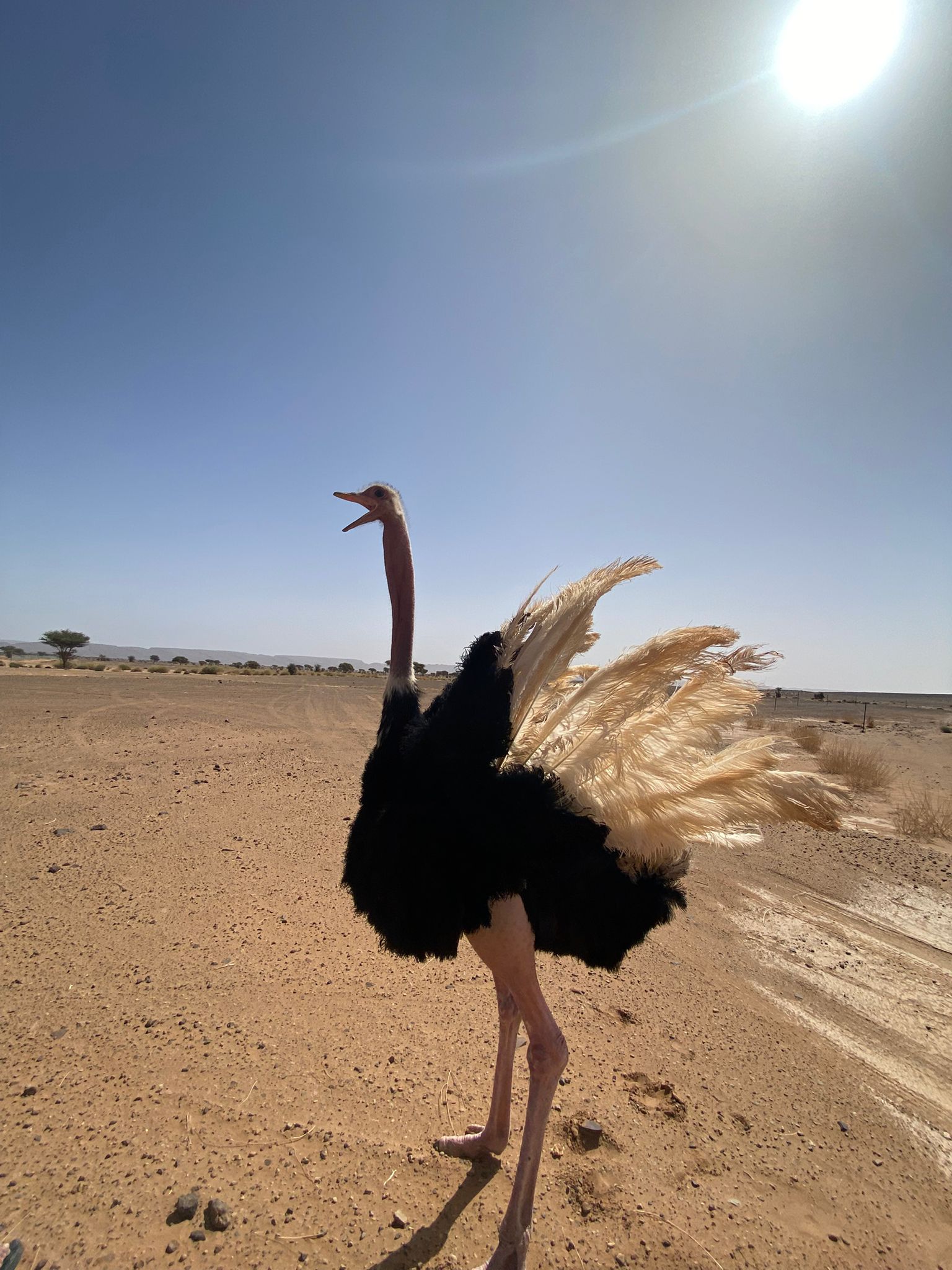 ostrich